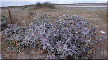 F6436 : Sea holly at Termoncarragh on the Mullet Peninsula. by Dr Charles Nelson