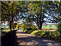 Dappled light  en route to the  Woolley Estate