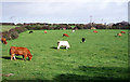 Cows grazing near Madron