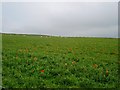 Field near West Stove farm