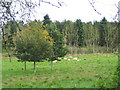 Grazing Sheep, Thorington, Suffolk