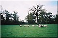 Pasture, Shottesbrooke