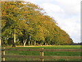 Autumn Trees in Shalden