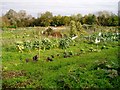 Allotments in Hauxton