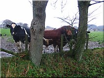 NT0070 : Wet cattle, Byres. by Richard Webb