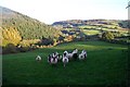 Just below Leighland Chapel.