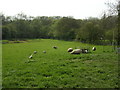 grazing animals on the village fringe