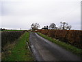 Roadside Hedges