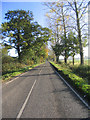 Tree-lined avenue, King Street, Essex