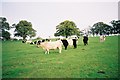 SU8572 : Cattle, Allanbay Park by Andrew Smith