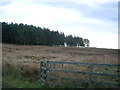 Forest near Botany, Hepburn Moor