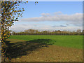 Poplar Tree Windbreak