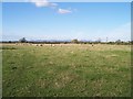 A Field Full of Sheep, Bishop