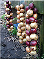 New season onions for sale at Crean Bottoms