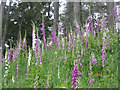 Wild Foxgloves