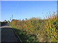 Autumnal Hedge - Magdalen Laver, Essex