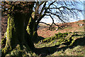 Exmoor: near Warren Bridge