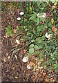 Roadside mushrooms