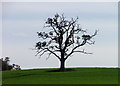 SP2843 : Tree on Idlicote Hill by John Smith