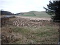 Sheep grazing at Over Finlarg