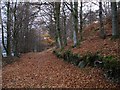 Woodland track at Knock Mary