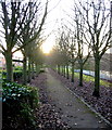 Tree-lined path on the south bank of the Wear