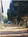 Yew Trees at St Mary