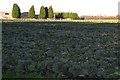 Winter Cabbages