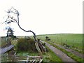 Dead Tree at Nant Y Ffridd