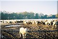 Sheep on a frosty morning.