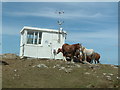 SM7509 : Coastguard Lookout, Martin's Haven with horses by Rob Farrow