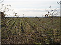 View across farmland