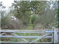 SZ3899 : Track leading to Newhouse Copse, New Forest by Jim Mitchell