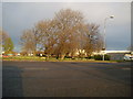 Trees in West Mains Industrial Estate, Grangemouth