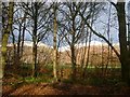 Roadside trees near Muircot