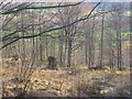 Coppicing, Aytonhill.