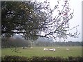 Sheep and Apple Tree, Nup End