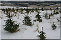 Xmas trees on Hill of Rothmaise