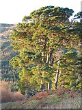 NN2736 : Scots Pine at Invergaunan, Glen Orchy by Tony Kinghorn