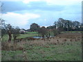 Ponds at Winmarleigh