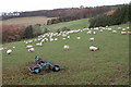 SP0426 : Sheep grazing near Parks Farm by Philip Halling