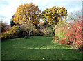 Early December in a suburban garden