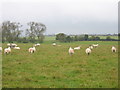 Sheep in a field near Hall End Farm