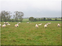 SP8210 : Sheep in a field near Hall End Farm by Pip Rolls
