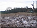 Harvested maize, Gorsty