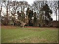 Spanish Chestnut Tree at Balmerino Abbey