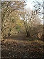 Avenue of trees - near Ridge Farm