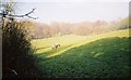 Highruse Wood and paddocks below High Rews Farm