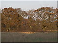 Deer behind Whiteley Cottages