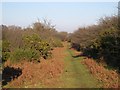 Footpath by the A386 on Roborough Down